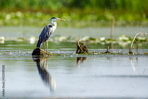 Foto A grey heron in the wilderness of the Danube Delta in Romania