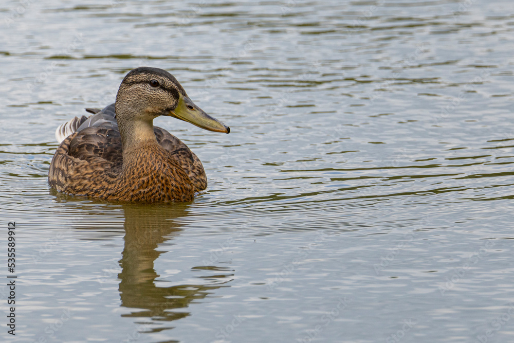 Stockente auf dem Fischteich 1