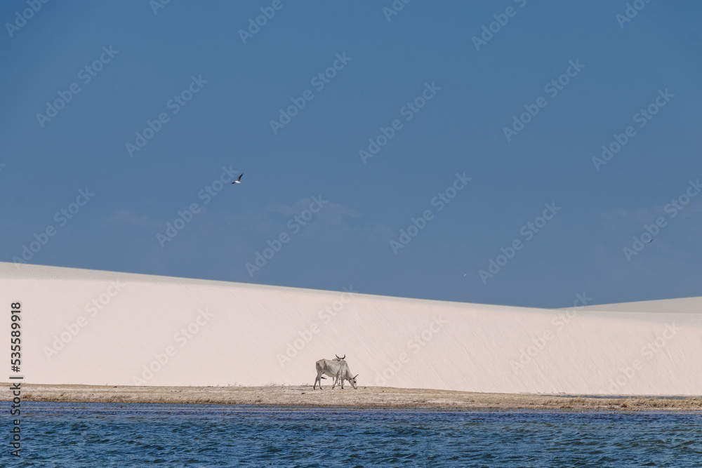 white sand / lençois maranhenses