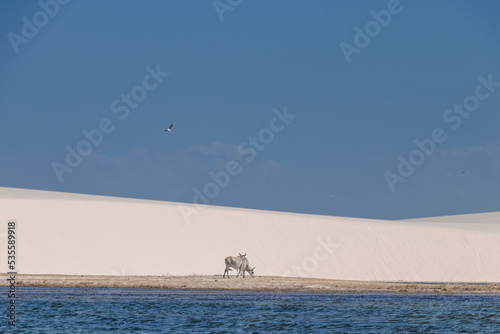 Obraz na płótnie white sand / lençois maranhenses w salonie