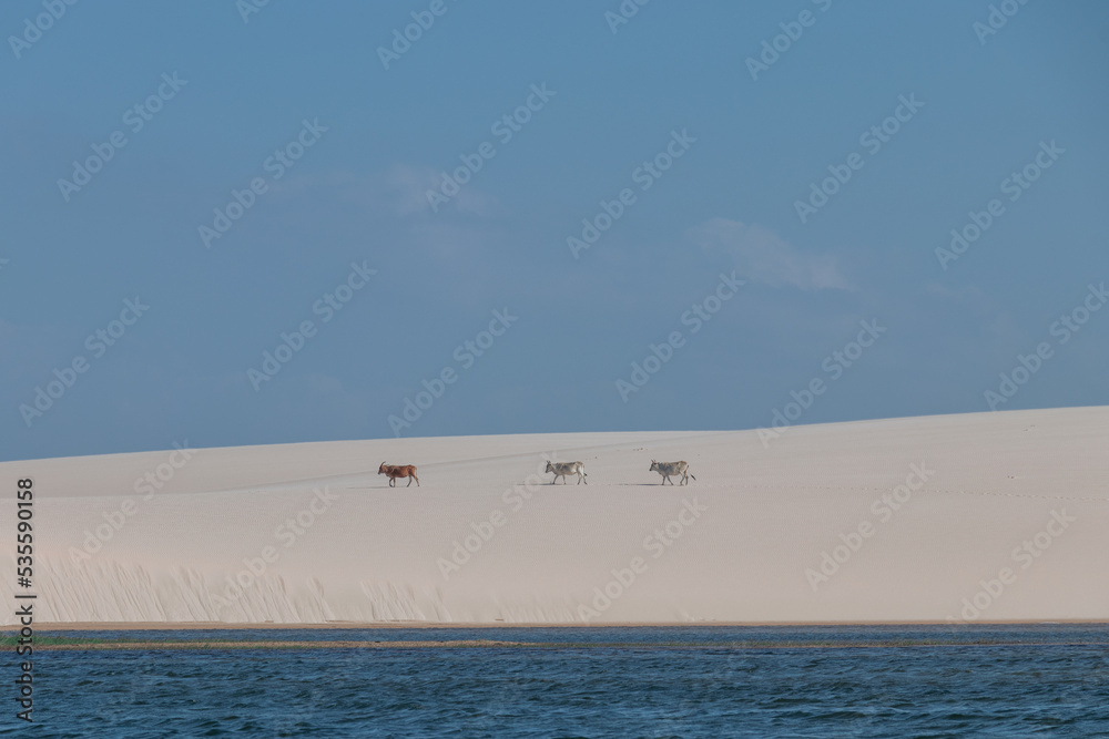 white sand / lençois maranhenses