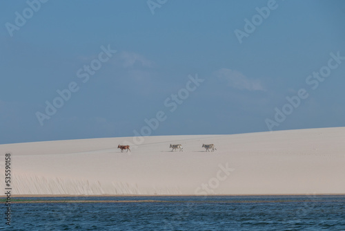 Obraz na płótnie white sand / lençois maranhenses w salonie