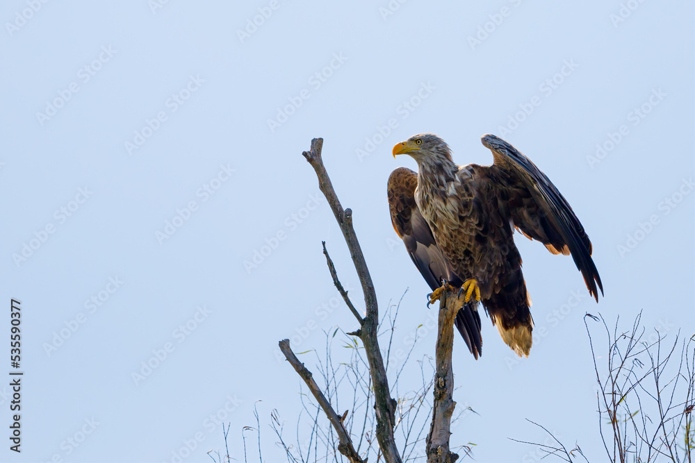 A white tailed eagle in the wilderness of the Danube Delta in Romania