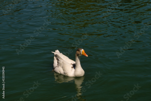 swan on the lake
