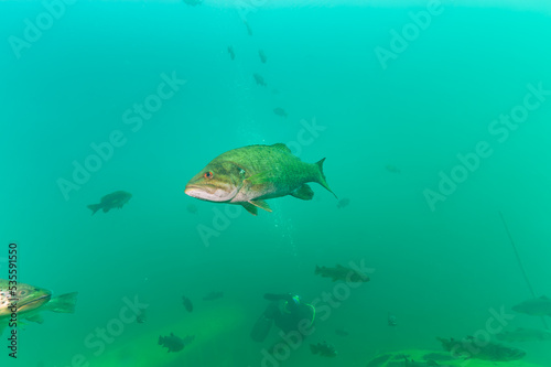 Large mouth bass micropterus salmoides swimming above a yellow school bus