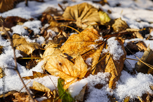 Yellow fallen leaves among the first snowfall. First snow in early winter or late fall, yellow leaves lying on the ground.