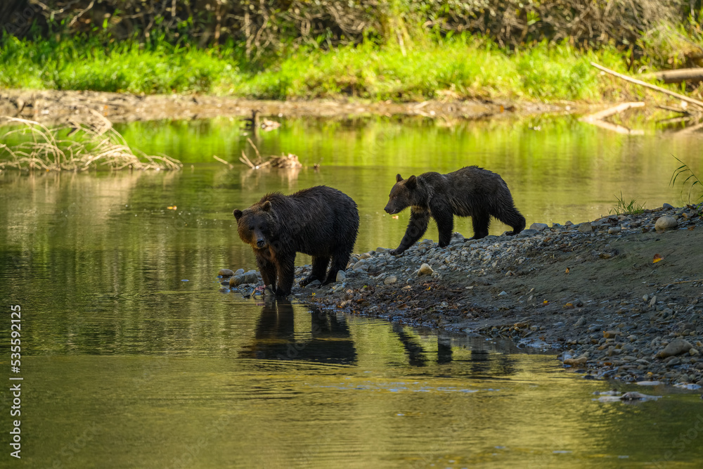 A female grizzly bear and her cute grizzly cub feed on salmon at the riverbank in Tweedsmuir South Provincial Park A female grizzly bear and her cute grizzly cub feed on salmon at the riverbank in Tweedsmuir South Provincial Park