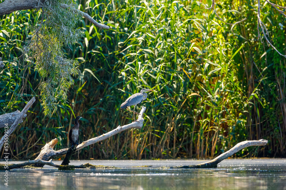Great black cormorants in the Danube Delta of Romania Great black cormorants in the Danube Delta of Romania