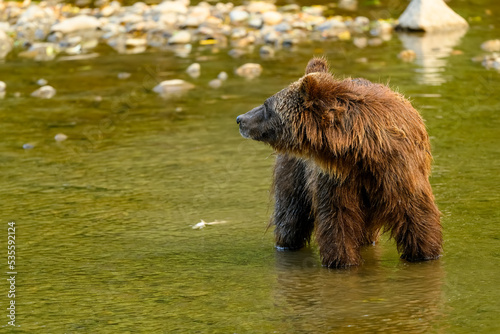 Grizzly Bear (Ursus arctos horribilis) standing in the Atnarko River in Tweedsmuir (South) Provincial Park