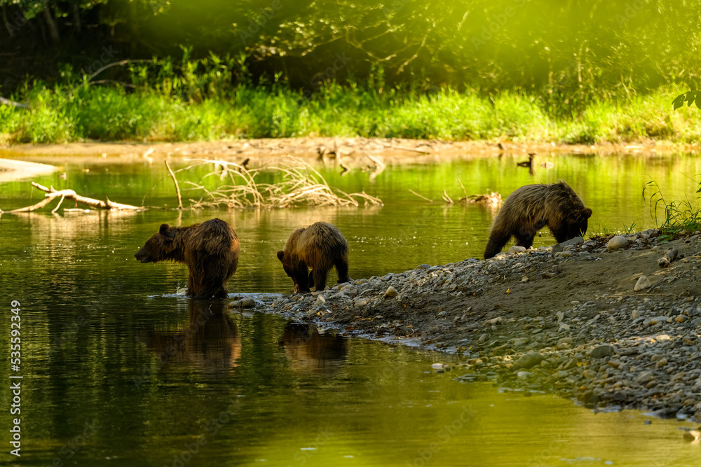 A female grizzly bear and her cute grizzly cub feed on salmon at the riverbank in Tweedsmuir South Provincial Park - obrazy, fototapety, plakaty 