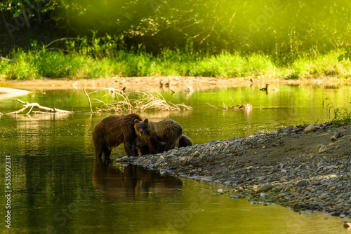 A female grizzly bear and her cute grizzly cub feed on salmon at the riverbank in Tweedsmuir South Provincial Park photo