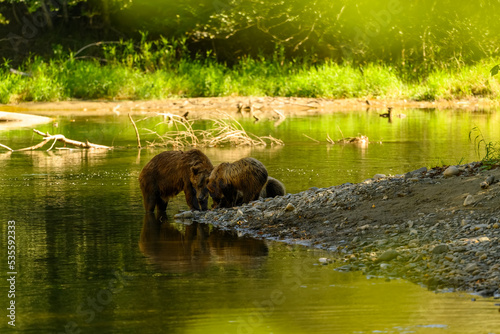 A female grizzly bear and her cute grizzly cub feed on salmon at the riverbank in Tweedsmuir South Provincial Park