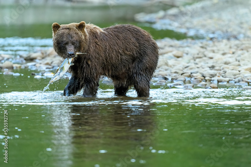 Grizzly Bear (Ursus arctos horribilis) salmon fishing in the Atnarko River in Tweedsmuir (South) Provincial Park