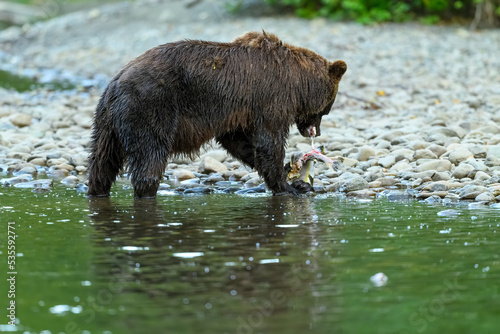 Grizzly Bear (Ursus arctos horribilis) salmon fishing in the Atnarko River in Tweedsmuir (South) Provincial Park photo