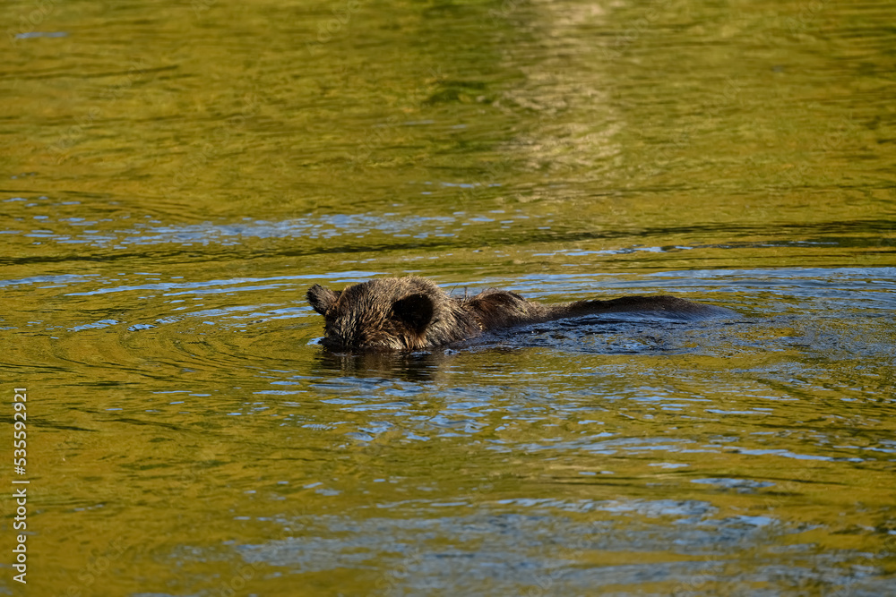 A female grizzly bear (Ursus arctos horribilis) is swimming in the Atnarko River searching for salmon A female grizzly bear (Ursus arctos horribilis) is swimming in the Atnarko River searching for salmon