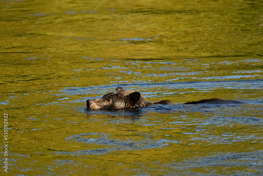 A female grizzly bear (Ursus arctos horribilis) is swimming in the Atnarko River searching for salmon A female grizzly bear (Ursus arctos horribilis) is swimming in the Atnarko River searching for salmon
