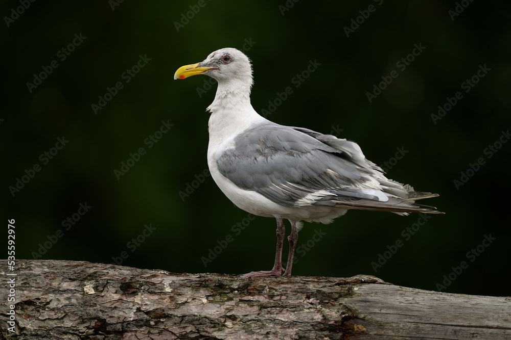 Close up photo with shallow depth of field of a glaucous-winged gull standing on a driftwood at the seaside Close up photo with shallow depth of field of a glaucous-winged gull standing on a driftwood at the seaside