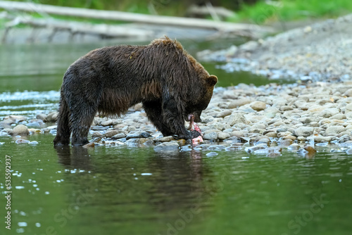 Grizzly Bear (Ursus arctos horribilis) salmon fishing in the Atnarko River in Tweedsmuir (South) Provincial Park photo