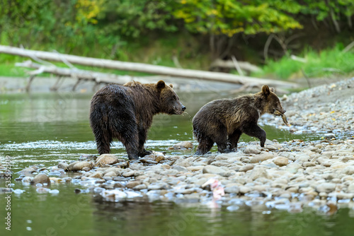 A female grizzly bear and her cute grizzly cub feed on salmon at the riverbank in Tweedsmuir South Provincial Park