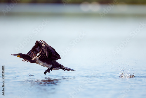 Great black cormorants in the Danube Delta of Romania