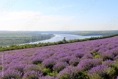 Pridnestrovie Transnistrian lavender