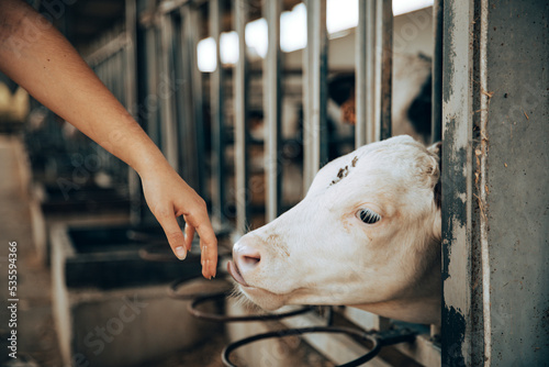 Hand of a young girl trying to pet a calf in a stable photo