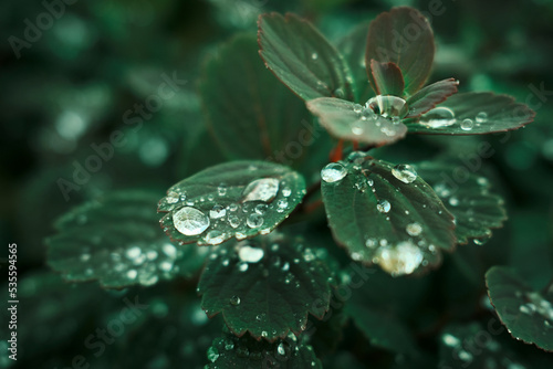 Plant with green leaves in rain