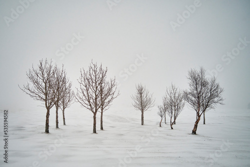 Leafless trees on snowy terrain photo