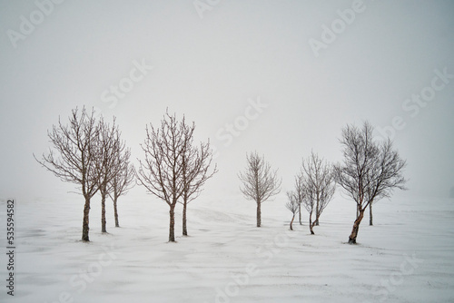 Leafless trees on snowy terrain