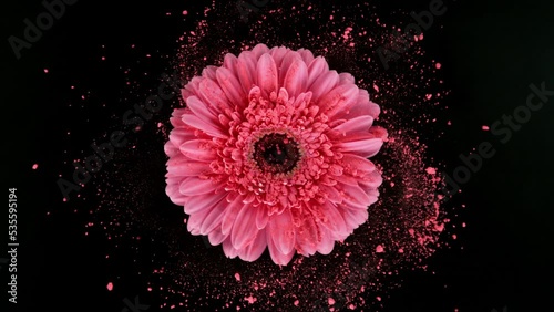 Super slow motion of rotating gerbera blossom with powder. Colored powder flying around. Isolated on black background. Filmed on high speed cinema camera, 1000 fps. photo