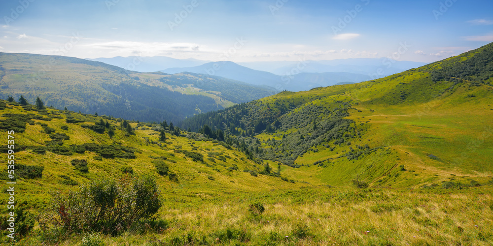 view in to the mountain valley. beautiful summer landscape of trascarpathia with forested hills and grassy alpine meadows