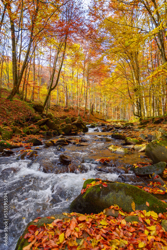 Fototapeta Naklejka Na Ścianę i Meble -  mountain river runs through natural park. wonderful nature landscape in fall season. forest in colorful foliage on a sunny day