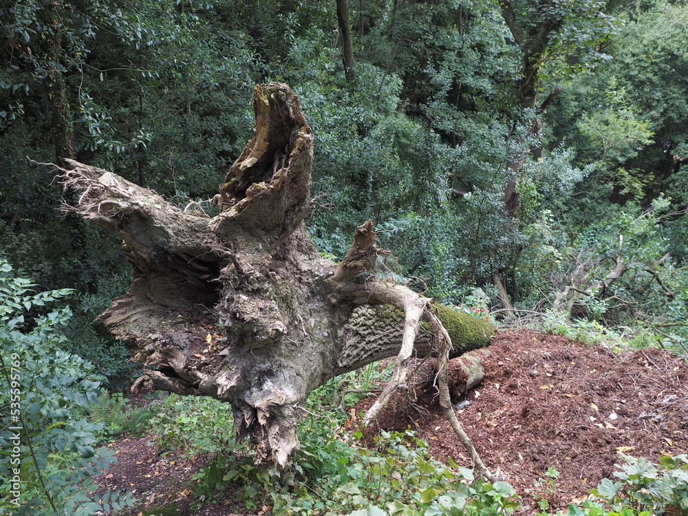 árbol caido árbol caido