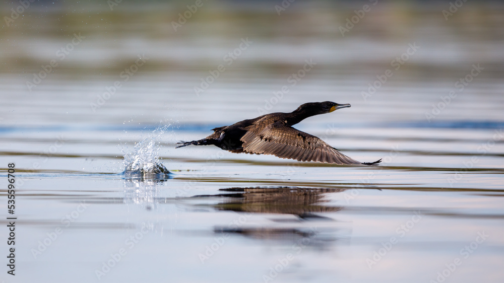 Great black cormorants in the Danube Delta of Romania Great black cormorants in the Danube Delta of Romania