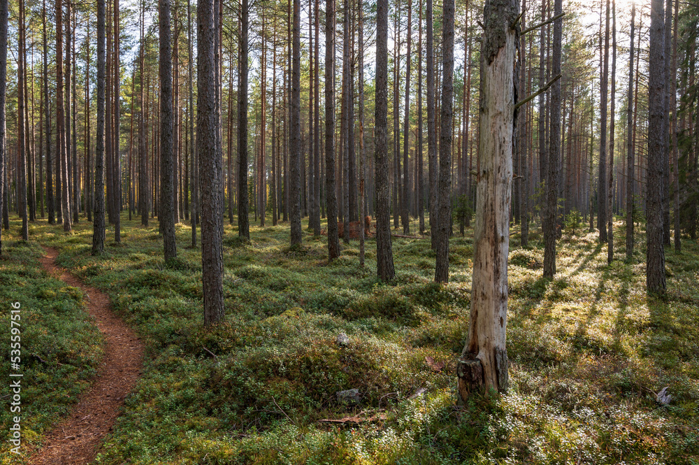Naklejka premium forest in autumnOstrobothnia, Finland