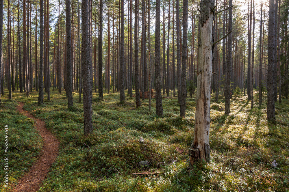 forest in autumn

Ostrobothnia, Finland