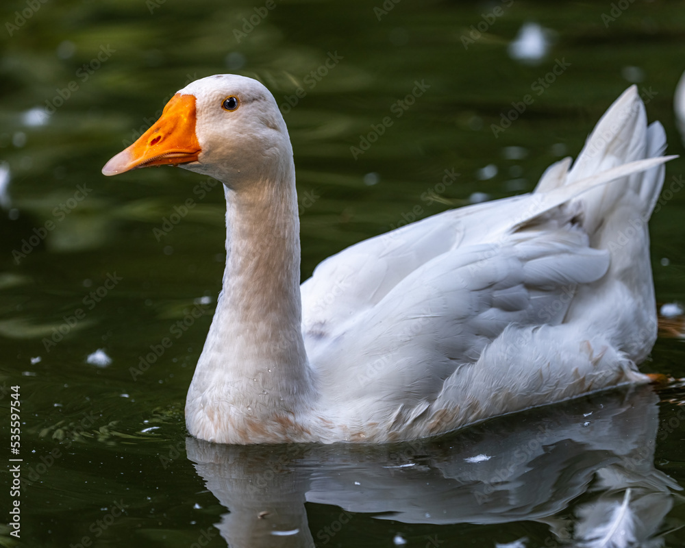 Domestic Goose enjoying Swim in a lake