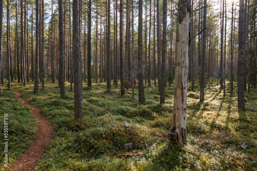 forest in autumn  Ostrobothnia, Finland © Sofie K