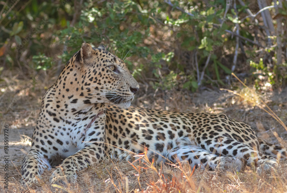An adult male leopard grooming and resting on a rugged terrain with tall brown grass. Natta a Sri Lankan leopard (Panthera pardus kotiya) from Wilpattu National Park, in the island of Sri Lanka. An adult male leopard grooming and resting on a rugged terrain with tall brown grass. Natta a Sri Lankan leopard (Panthera pardus kotiya) from Wilpattu National Park, in the island of Sri Lanka.