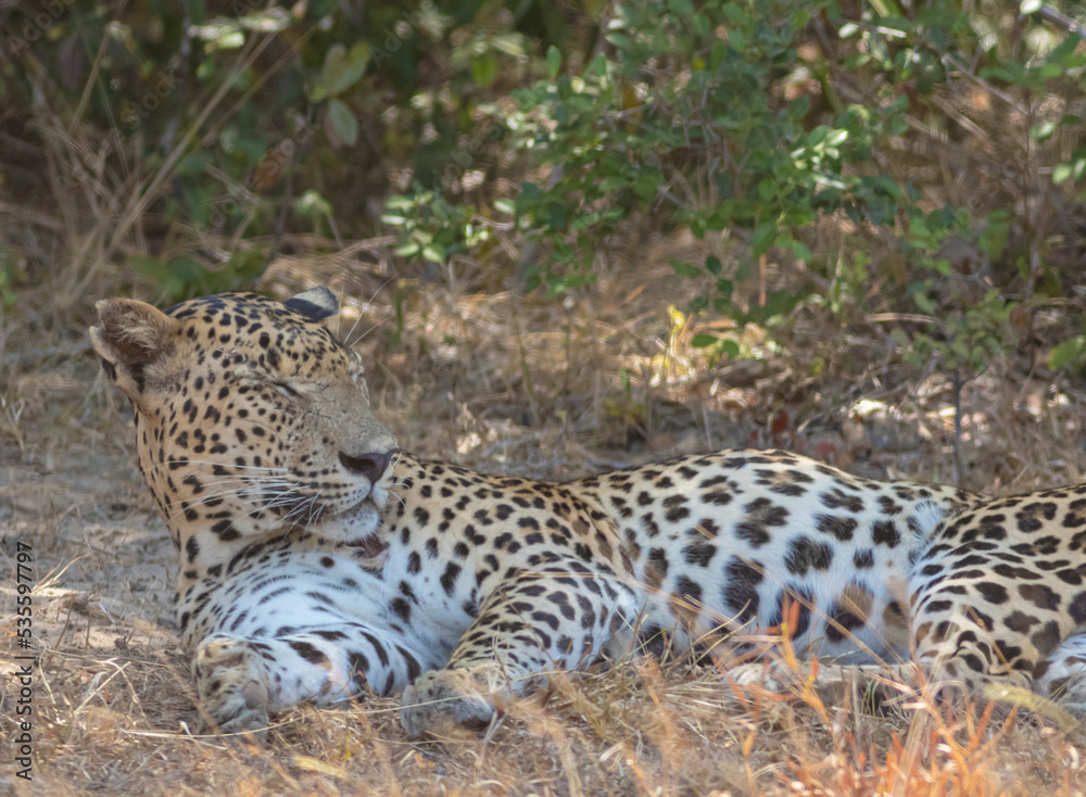 An adult male leopard grooming and resting on a rugged terrain with tall brown grass. Natta a Sri Lankan leopard (Panthera pardus kotiya) from Wilpattu National Park, in the island of Sri Lanka. An adult male leopard grooming and resting on a rugged terrain with tall brown grass. Natta a Sri Lankan leopard (Panthera pardus kotiya) from Wilpattu National Park, in the island of Sri Lanka.