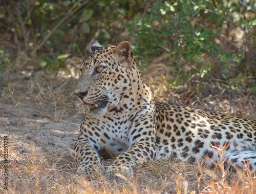 An adult male leopard grooming and resting on a rugged terrain with tall brown grass. Natta a Sri Lankan leopard (Panthera pardus kotiya) from Wilpattu National Park, in the island of Sri Lanka.  © DINAL
