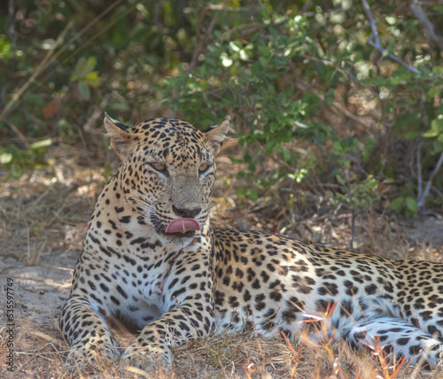 An adult male leopard grooming and resting on a rugged terrain with tall brown grass. Natta a Sri Lankan leopard  Panthera pardus kotiya  from Wilpattu National Park  in the island of Sri Lanka. 