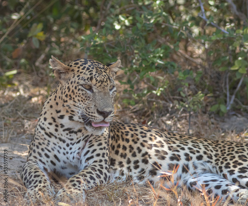 An adult male leopard grooming and resting on a rugged terrain with tall brown grass. Natta a Sri Lankan leopard  Panthera pardus kotiya  from Wilpattu National Park  in the island of Sri Lanka. 