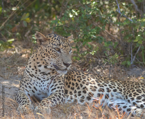 An adult male leopard grooming and resting on a rugged terrain with tall brown grass. Natta a Sri Lankan leopard  Panthera pardus kotiya  from Wilpattu National Park  in the island of Sri Lanka. 