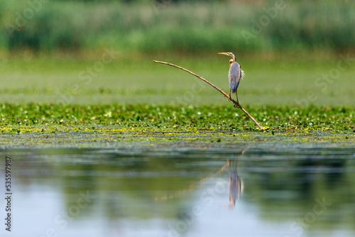 A purple heron in the wilderness of the Danube Delta in Romania