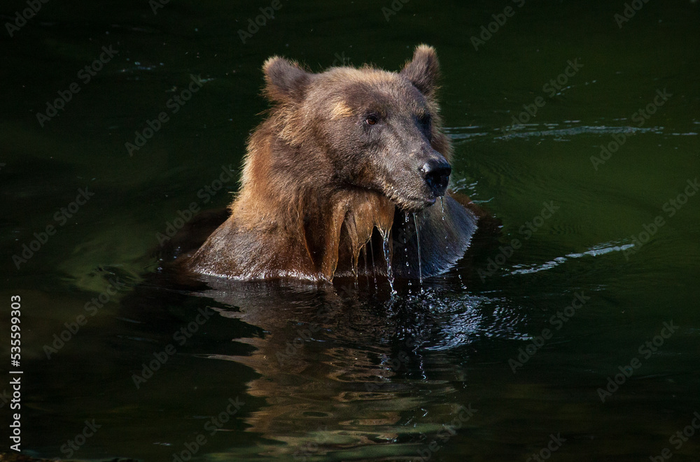 Unique portrait of a soggy brown bear, dripping wet while swimming for salmon Unique portrait of a soggy brown bear, dripping wet while swimming for salmon