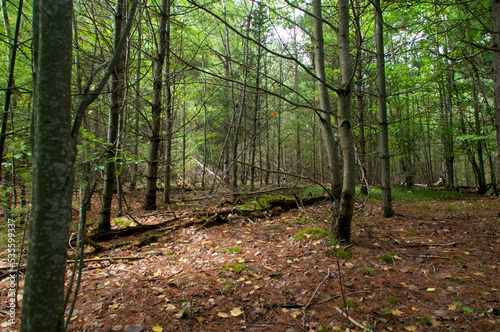 Beautiful scenic view of pine forest on hardy road in wilmington new york with moss and leaves and pine needles covering the ground.