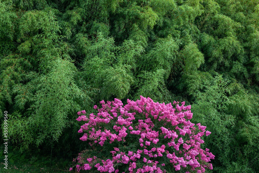 Blooming bush. A tree covered with pink flowers against a background of green plants. Blooming bush. A tree covered with pink flowers against a background of green plants.