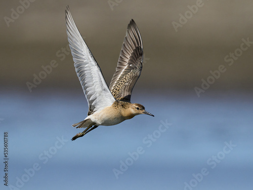Fotografie Ruff (Calidris pugnax)
