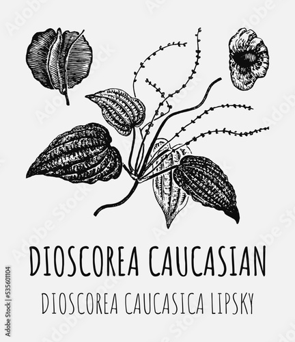 Vector drawings of DIOSCOREA CAUCASIAN. Hand drawn illustration. Latin name DIOSCOREA CAUCASICA LIPSKY.
